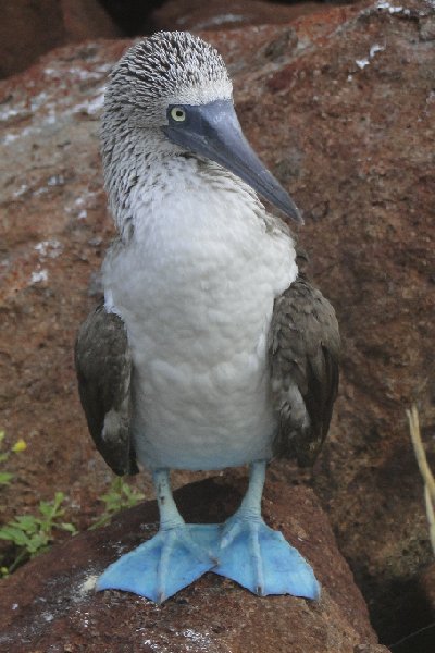 Galapagos Ecuador 