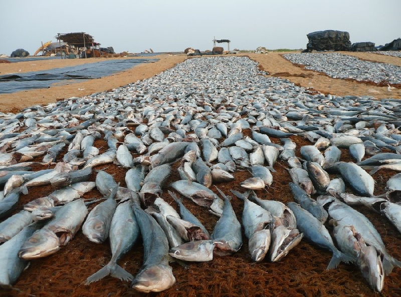 Negombo Sri Lanka Album Pictures
