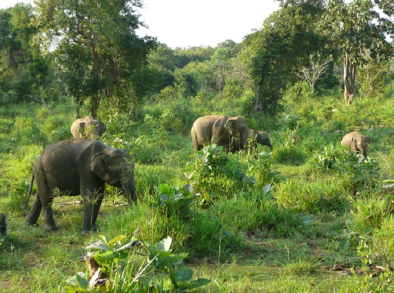 Photo Habarana Sri Lanka 