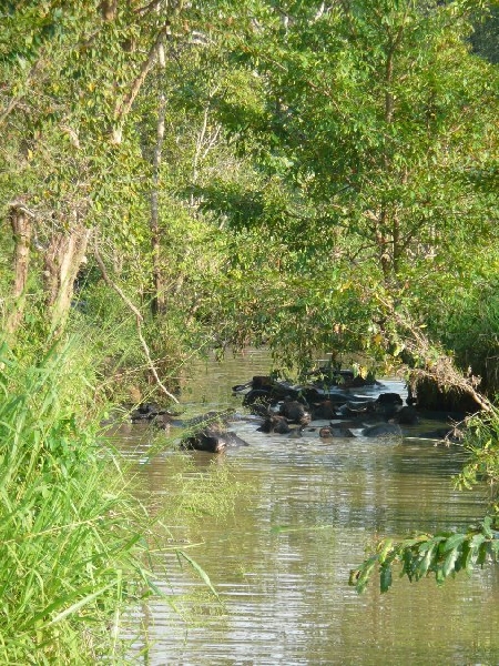 Habarana Sri Lanka 