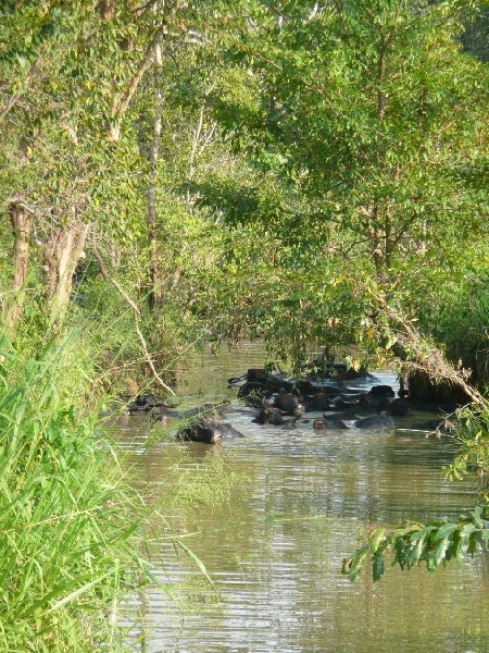 Photo Habarana Sri Lanka 