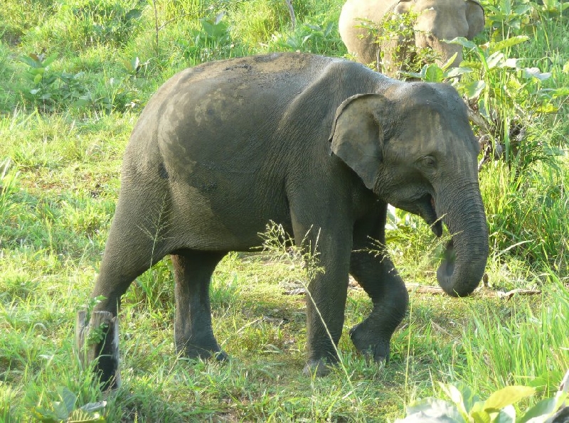 Photo Habarana Sri Lanka 