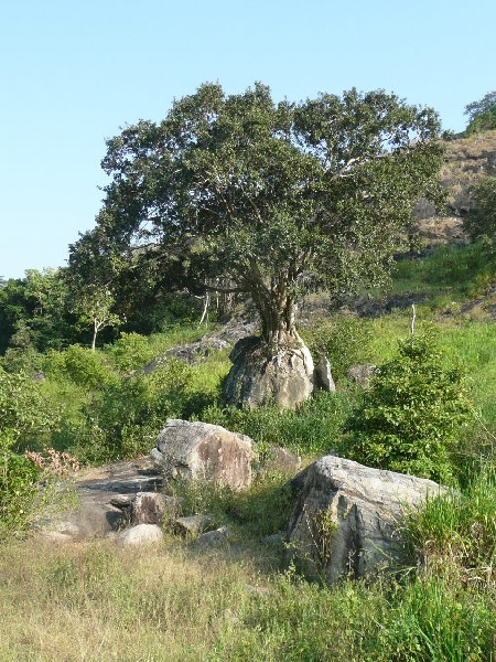 Photo Habarana Sri Lanka 