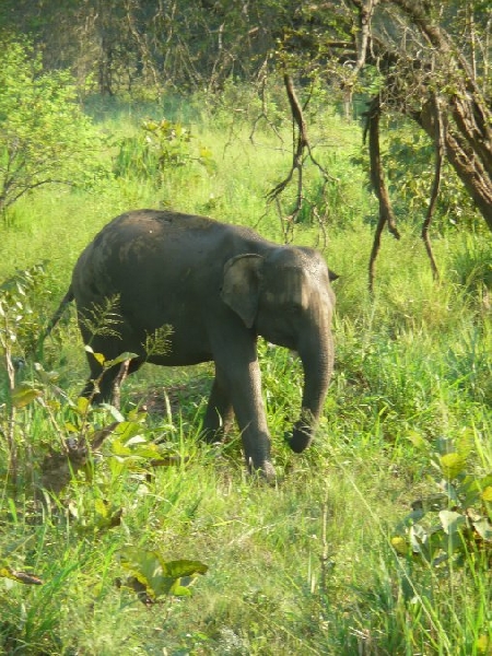 Photo Habarana Sri Lanka 