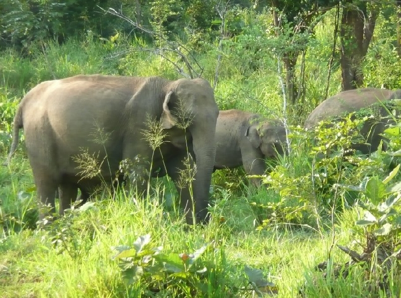 Photo Habarana Sri Lanka 