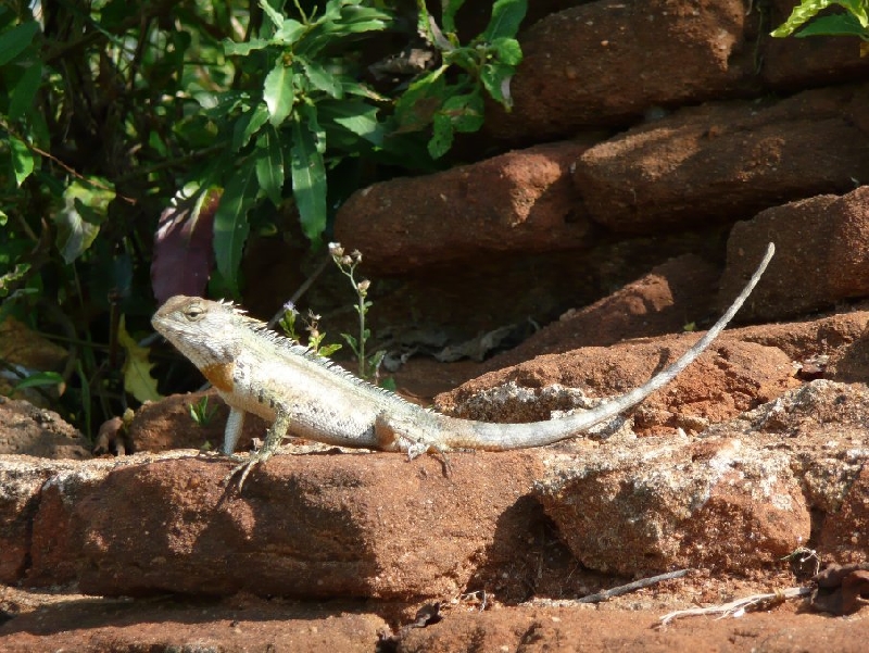 Trip Sigiriya Sri Lanka Blog Sharing