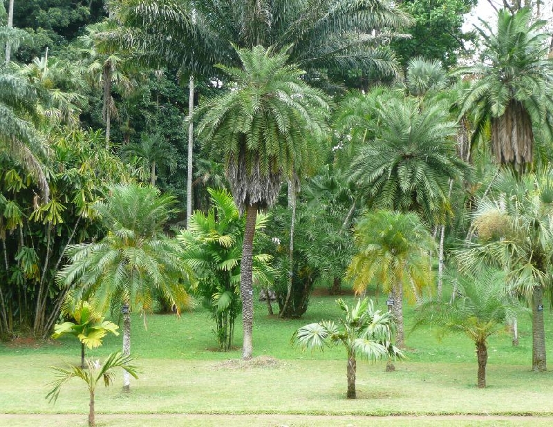 Kandy Sri Lanka Temple Tour Diary Photography