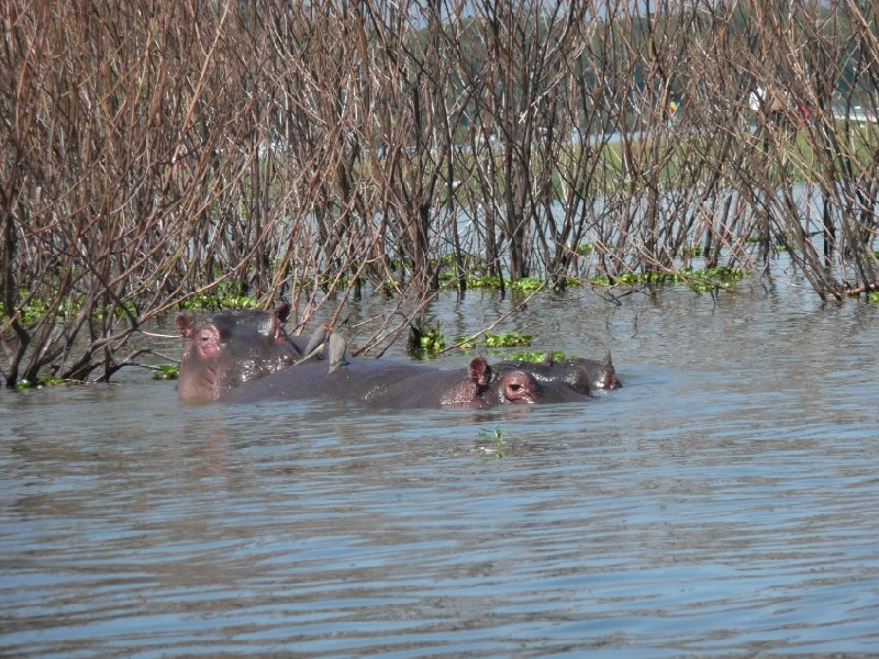   Narok Kenya Diary Picture