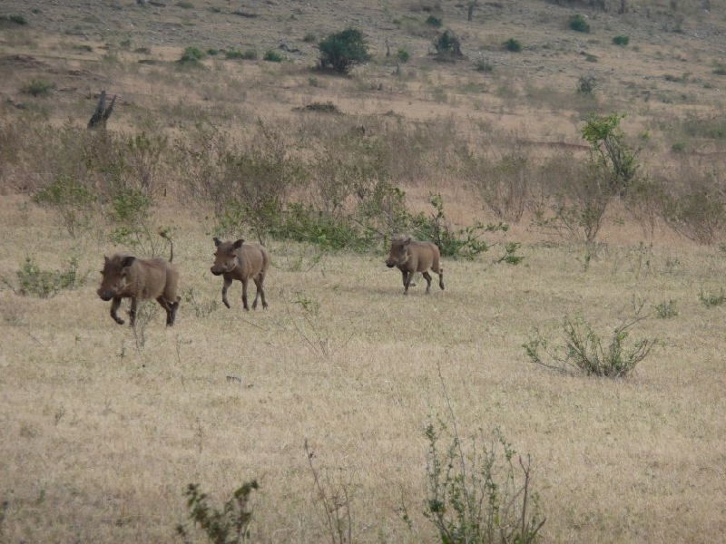 Photo Mara Sopa Lodge Masai Mara Kenya 