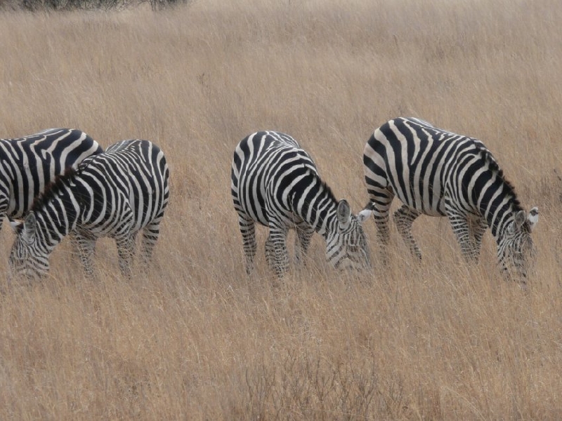 Narok Kenya 