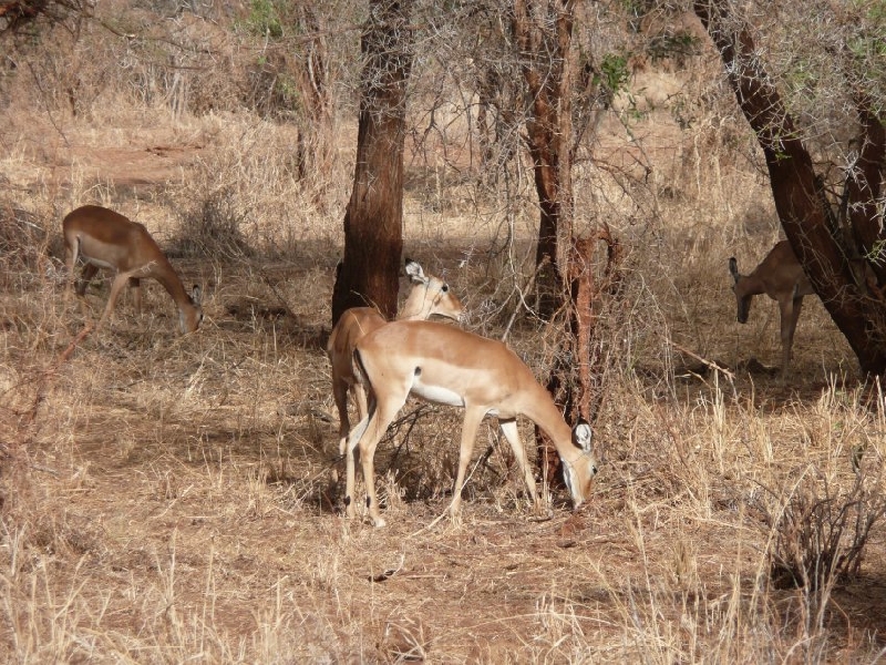   Narok Kenya Photo