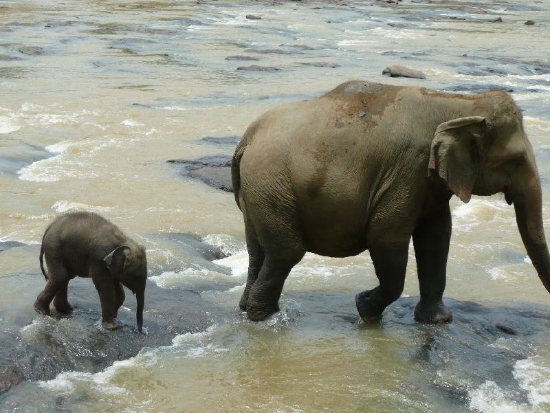 Pinnawala Sri Lanka 