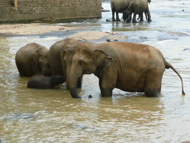   Pinnawala Sri Lanka Trip Experience