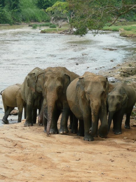 Trip to Pinnawala Sri Lanka Blog Photos