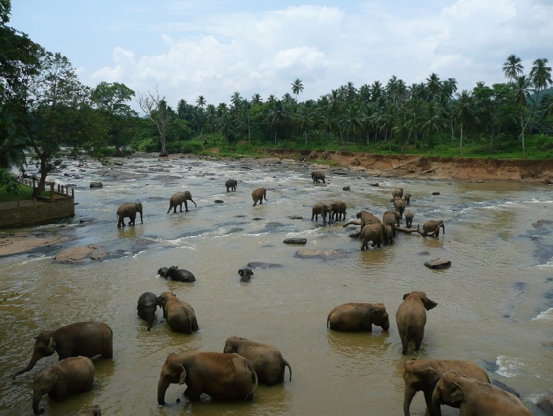 Trip to Pinnawala Sri Lanka Vacation Diary