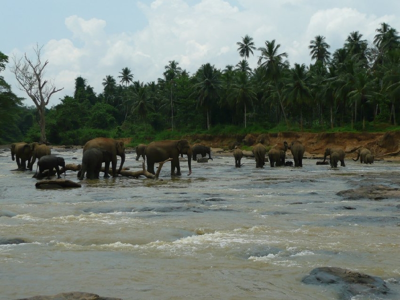 Photo Pinnawala Sri Lanka 