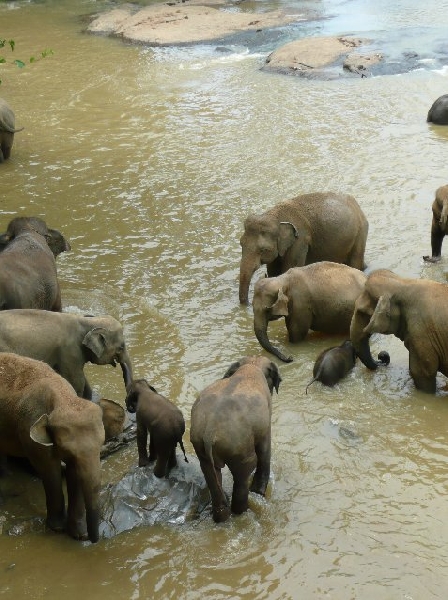 Trip to Pinnawala Sri Lanka Photograph