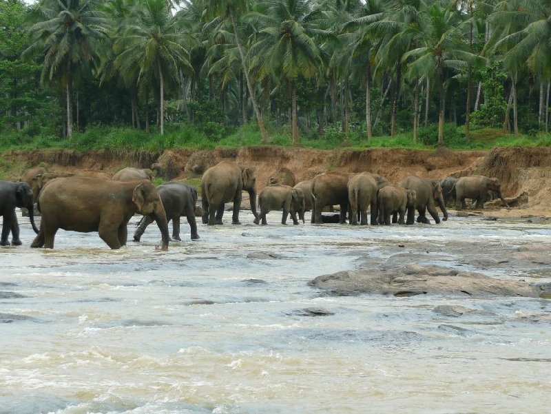 Photo Pinnawala Sri Lanka 