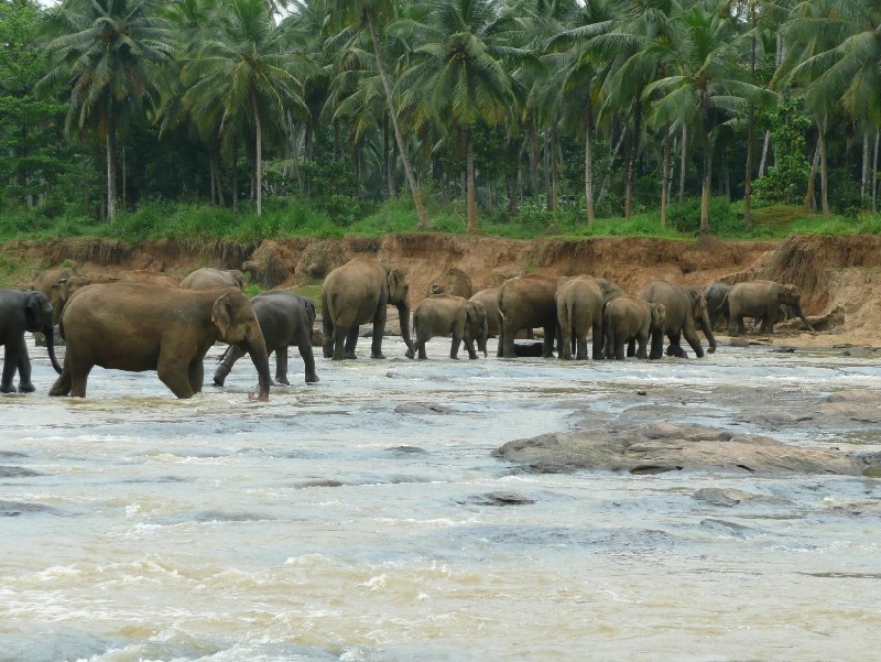   Pinnawala Sri Lanka Blog