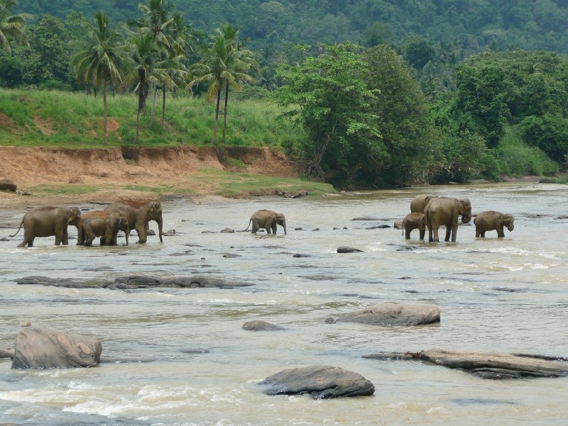 Trip to Pinnawala Sri Lanka Photo Sharing