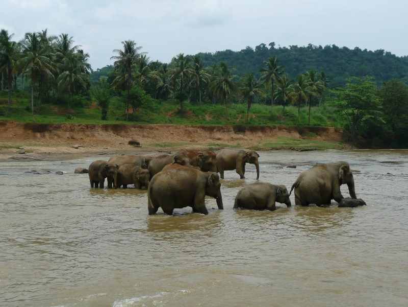   Pinnawala Sri Lanka Trip Adventure