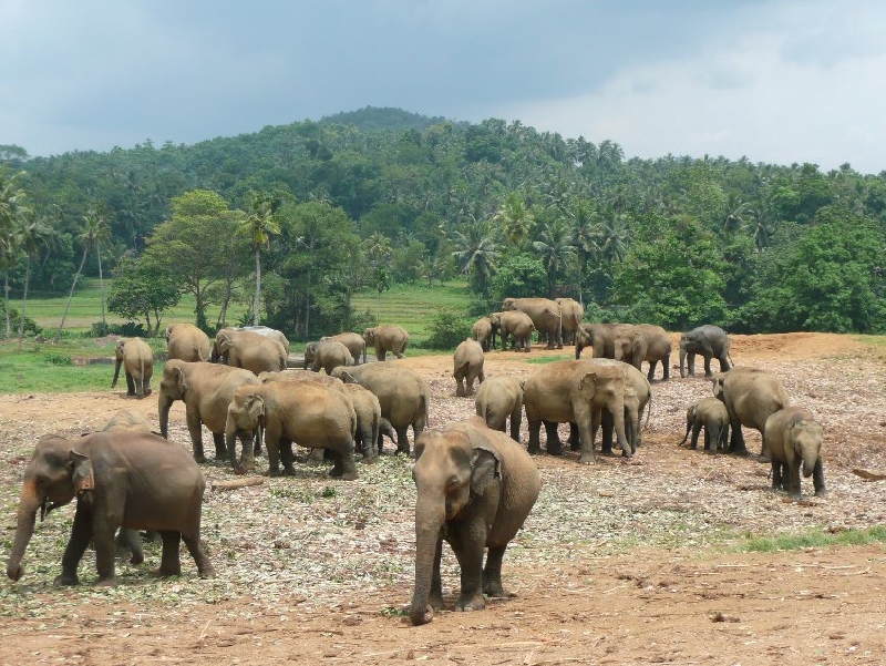 Trip to Pinnawala Sri Lanka Blog Sharing
