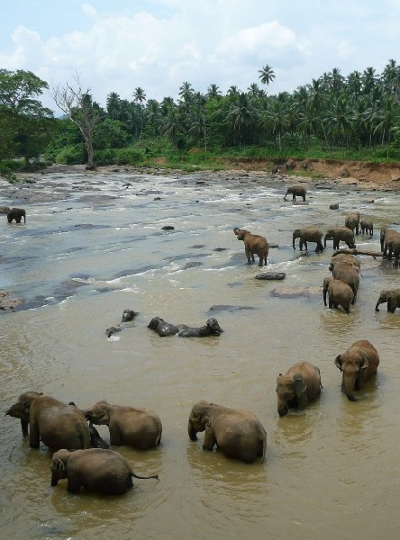   Pinnawala Sri Lanka Diary Photo