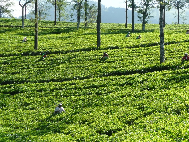 Photo Nuwara Eliya Sri Lanka 