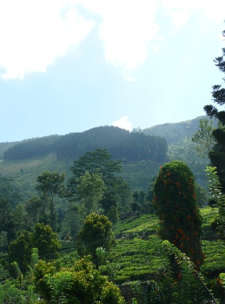 Nuwara Eliya Sri Lanka 