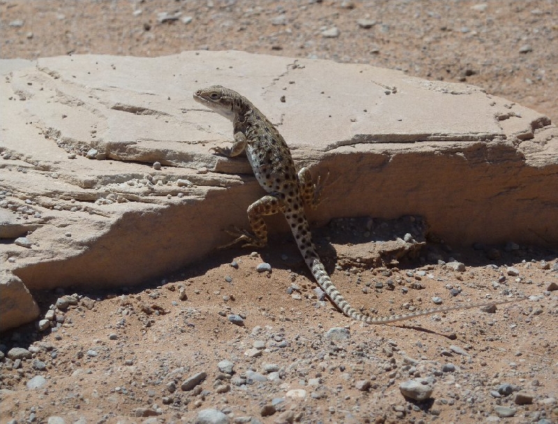 Canyonlands National Park Moab United States Travel Album