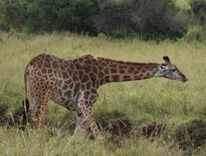 Photo Drifters Kruger Park Safari South Africa 