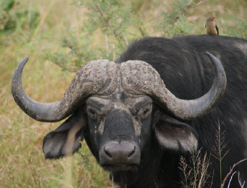 Photo Drifters Kruger Park Safari South Africa 