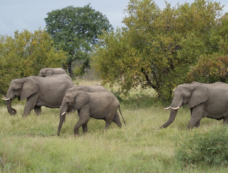 Photo Drifters Kruger Park Safari South Africa 