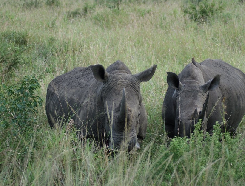 Photo Drifters Kruger Park Safari South Africa 