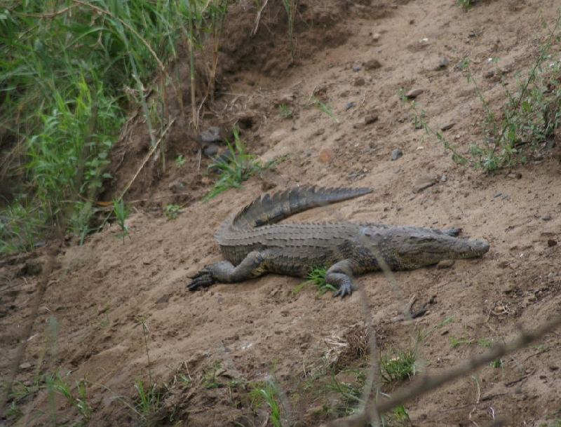 Photo Drifters Kruger Park Safari South Africa 