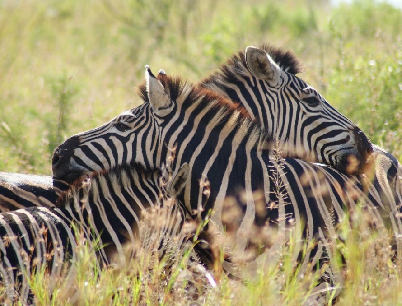 Holiday South Africa Johannesburg Zoo Review Picture