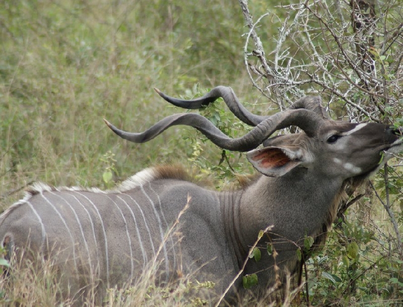 Photo Drifters Kruger Park Safari South Africa 