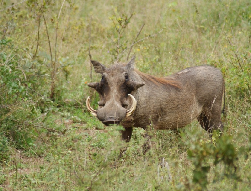 Photo Drifters Kruger Park Safari South Africa 