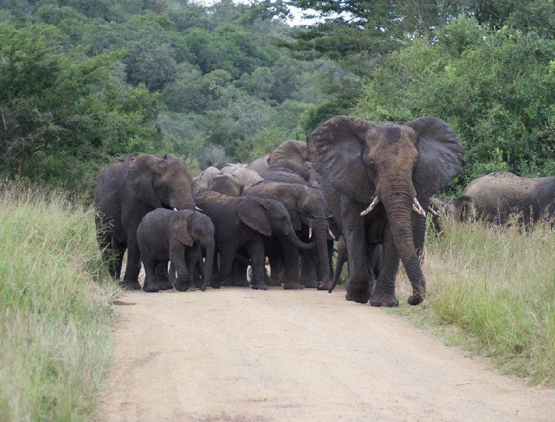 Photo Drifters Kruger Park Safari South Africa 