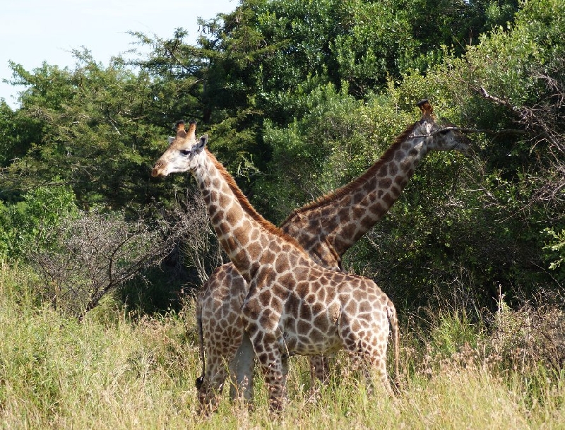 Holiday South Africa Johannesburg Zoo Review Photograph