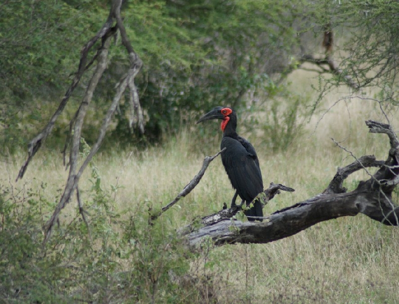 Photo Drifters Kruger Park Safari South Africa 