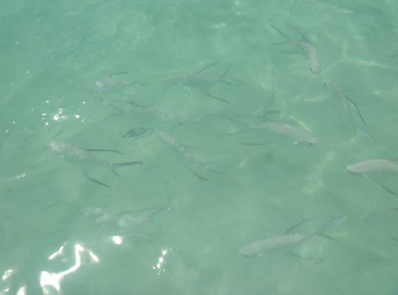   Playa del Carmen Mexico Holiday Sharing