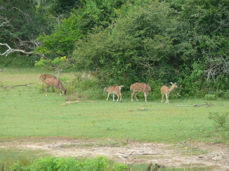 Hambantota Sri Lanka Travel Album