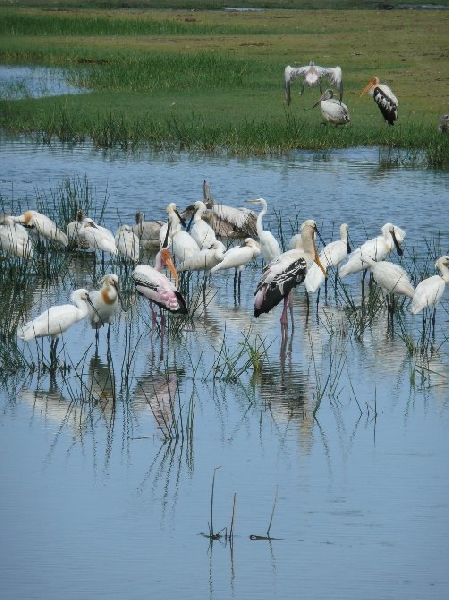 Photo Hambantota Sri Lanka 