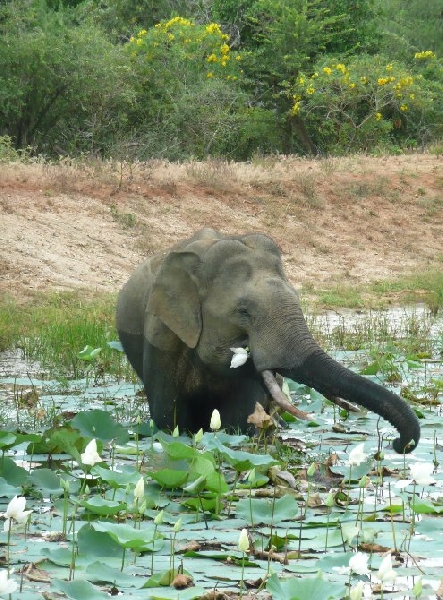 Photo Hambantota Sri Lanka 