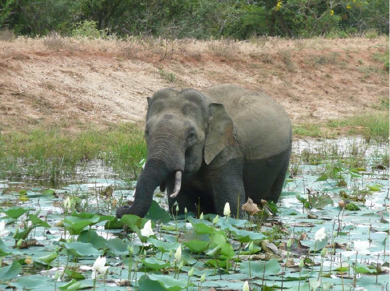 Photo Hambantota Sri Lanka 