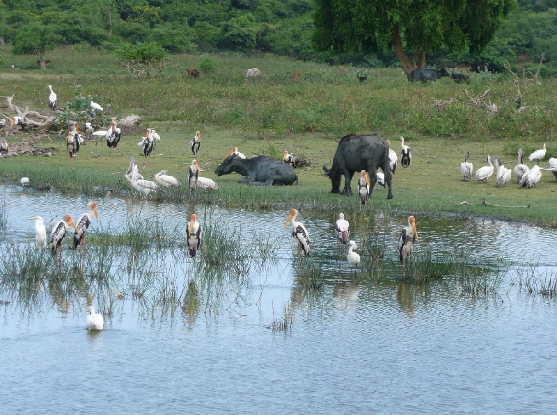 Photo Hambantota Sri Lanka 