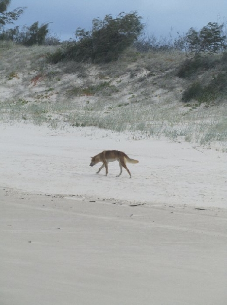   Fraser Island Australia Diary Adventure