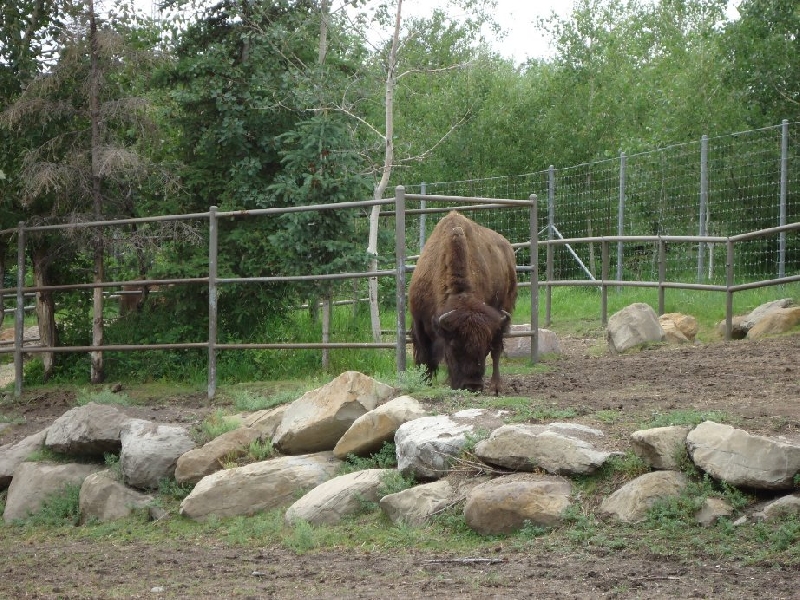 Photo Holiday Trip to Calgary Zoo 
