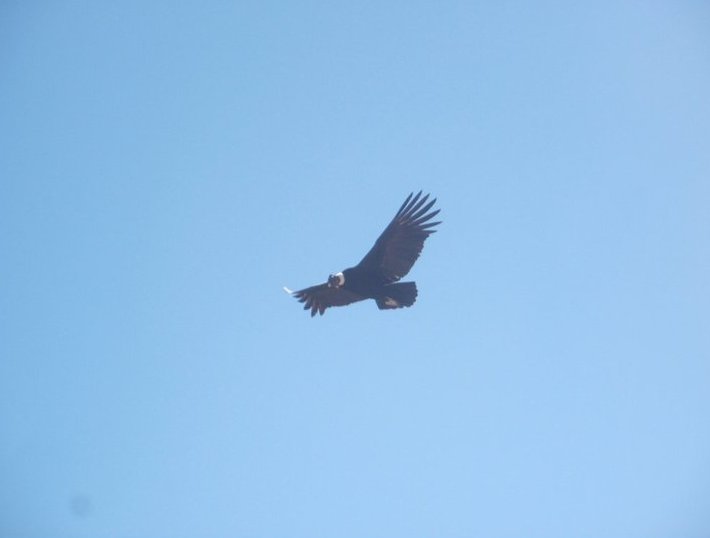 Colca Canyon Peru 